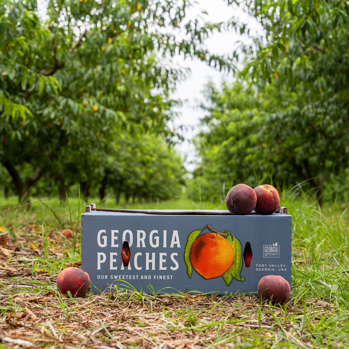 Pearson Farm Peach Crate Tee - Blue